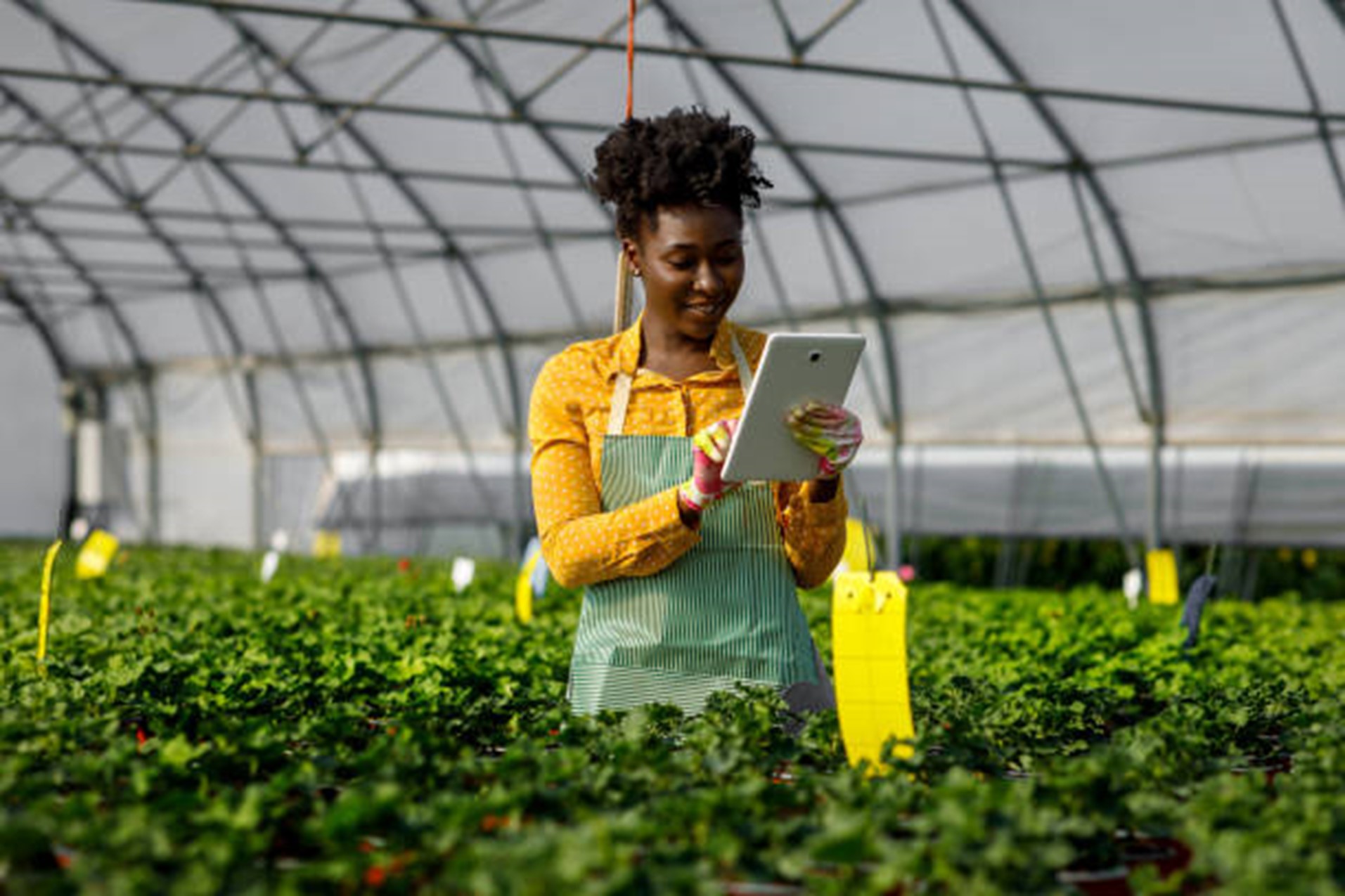 Woman monitoring crops with tablet technology