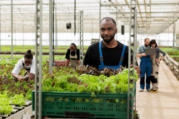 Hydroponic Greenhouse