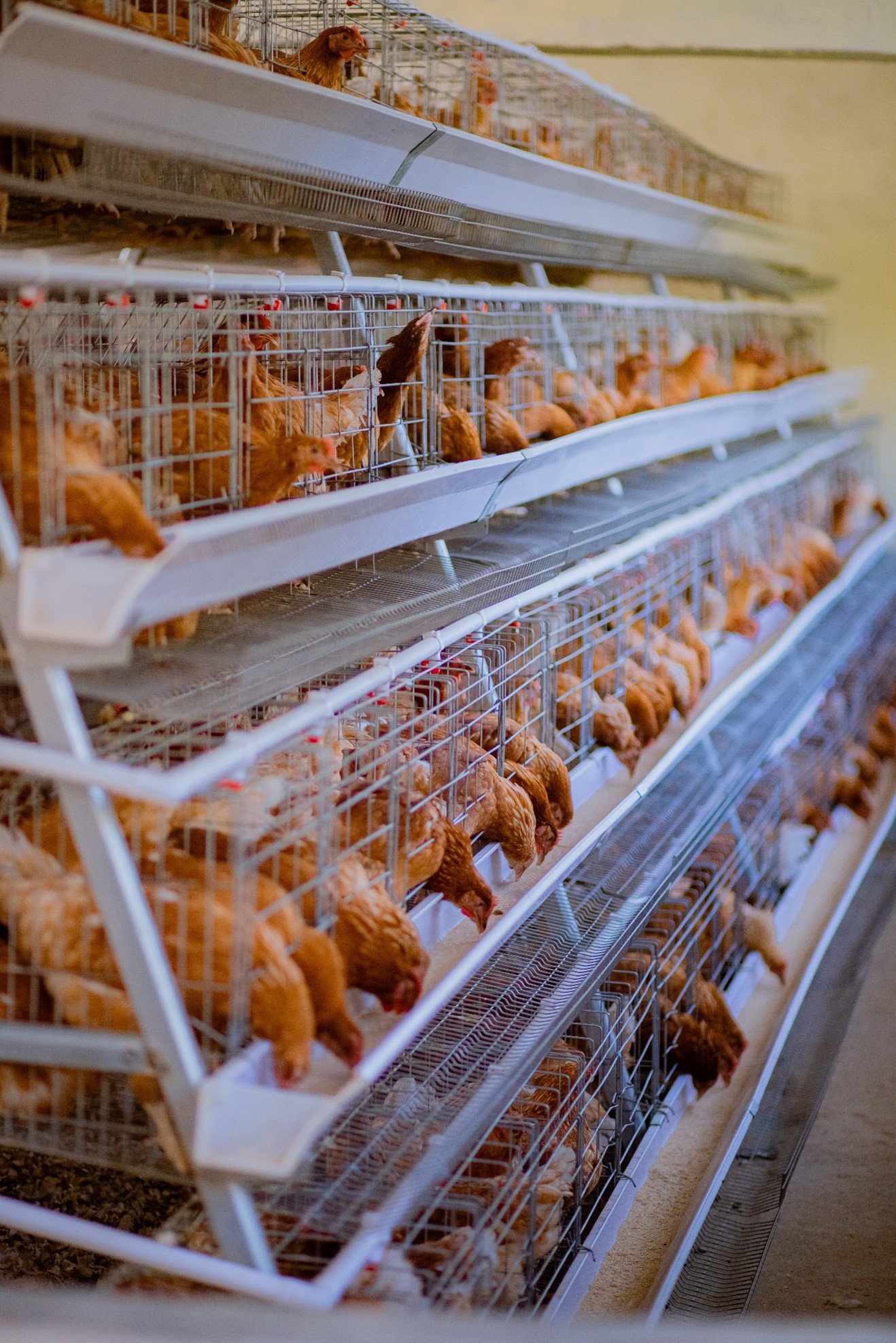 Modern Poultry Project